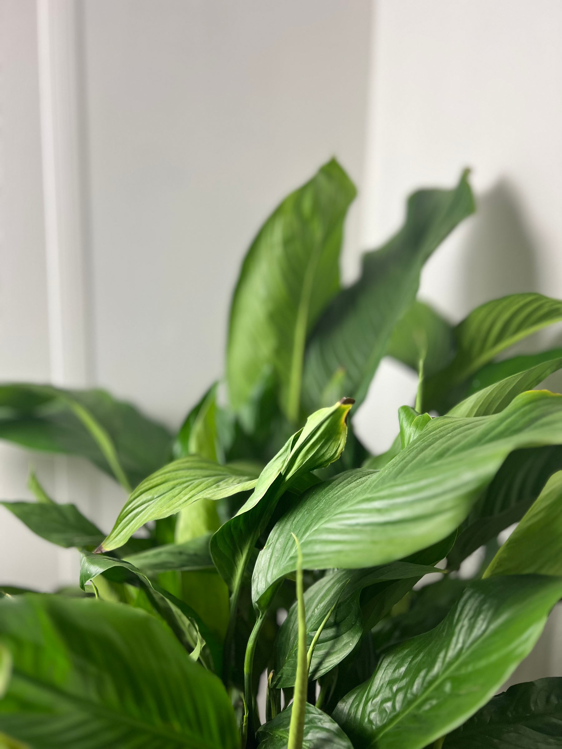 Riscopri il Benessere con il Nostro Nuovo Corso di Yoga 🧘‍♂️